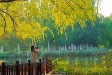 伊人综合在线中文字幕-伊人综合在线，中文字幕的魅力与影响